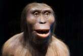 Why did hominins like us evolve at all?