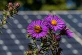 Insects thrive on solar farms planted with native flowers