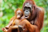 Orangutan mothers seem to plan playdates for their offspring