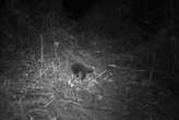 Endangered echidna not seen in 60 years caught on camera