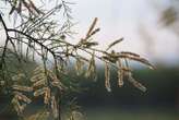 Desert plant collects water from air by excreting salt on its leaves