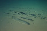 Millions of fossil whale bones found in deep-ocean ‘necropolis’