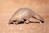 Endangered giant pangolin spotted in Senegal after nearly 24 years