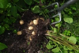 Mystery of the potato's origins solved by genetics