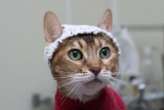 Cats have brain activity recorded with the help of crocheted hats