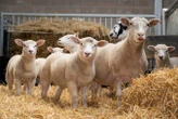 Lambs born via IVF using highly immature eggs in major breakthrough