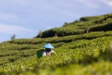 The right microbes on plant roots can make your tea taste better