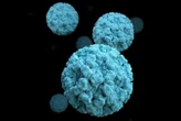 Norovirus vaccine pill protects against winter vomiting bug