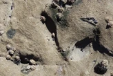 Fossil footprints are the oldest traces of birds in Australia