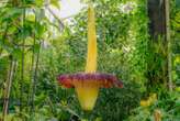 Rare corpse flower that stinks of rotting flesh blooms at Kew Gardens