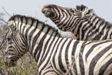 Zebras bob their heads at each other to signal cooperation