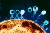 Our cells may boost their health by eating bacteria-killing viruses