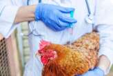 The US may start vaccinating chickens and cows against bird flu