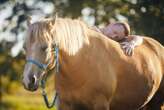 Horses used in therapy often avoid people if they are given a choice