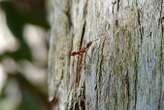 Nocturnal ants use polarised moonlight to find their way home