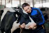 Cows used for cuddling therapy may prefer women over men