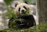 China is sending giant pandas to US zoos for the first time in decades