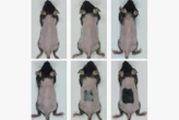 Serum promotes hair growth by mimicking the effects of skin irritation
