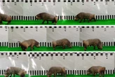 ‘Fusogenic’ neurosurgery let paralysed pigs walk again – are we next?