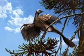 New Scientist recommends a brilliant take on the evolution of birds