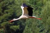 Storks refine their migration routes as they learn from experience