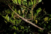 New-to-science stick insect is the heaviest ever found in Australia