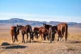 Origins of modern horses traced to breeding revolution 4200 years ago