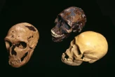 Human brains may have got bigger for no particular reason