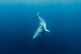 Brainwave experiment shows minke whales have ultrasonic hearing