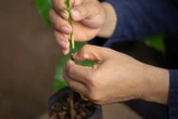 Grafting trick could let us gene-edit a huge variety of plants