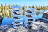 California frog reintroduction is rare victory against fungal pandemic