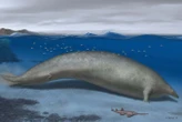An ancient whale claimed the title of heaviest animal ever in 2023