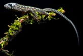 Enigmatic lizards somehow survived near Chicxulub asteroid impact