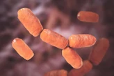 Weird 'harmless' microbes may play a pivotal role in colorectal cancer