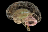 Why Our Brains, Our Selves won the Royal Society science book prize