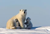 Sweater that mimics polar bear fur may keep you warm in extreme cold