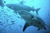 Deadly upwellings of cold water pose threat to migratory sharks