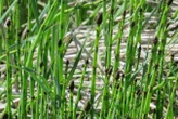 Peculiar plant could help us reconstruct ancient Earth’s climate