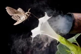 Air pollution is changing the scent of flowers and confusing insects