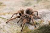 Spiders can run just as fast after two of their legs drop off