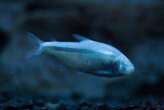 Blind cave fish offers lessons in how to survive starvation