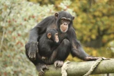 Chimpanzees recognise photos of friends they haven't seen for decades