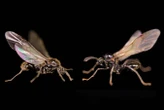 Queen ant makes males of another species for daughters to mate with