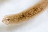 Flatworms can either regrow lost heads or reproduce sexually, not both