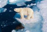 Polar bears appear to be ageing faster as the Arctic gets warmer