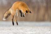 Foxes' skulls are specially adapted for diving into snow