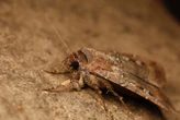 Australian moths use the stars as a compass on 1000-km migrations