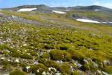 Parts of Antarctica are turning green at an 'astounding' rate