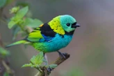 The secret to what makes colours pop on dazzling songbirds
