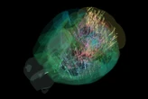 First map of mammal brain activity may have shown intuition in action